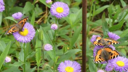 Bild: rn
Großer Fuchs am "Essplatz"