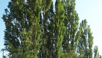 Bild: e
Der Bauausschuss des Kümmersbrucker Gemeinderats besichtigt am Sportplatz des TSV einige Pappeln, die weg müssen.