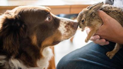 Bild: Nicolas Armer/dpa
Hund "Lasko" hatte einen Feldhasen im Garten der Familie Mahr im Landkreis Schweinfurt unterkühlt und hungrig aufgespürt. Der Hase wurde von der Familie versorgt, kam dann aber auf Anweisung einer Tierärztin in die Obhut einer Auffangstation und verendete später.