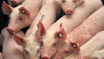 Symbolbild: Carmen Jaspersen/dpa
Ferkel stehen in einem Stall.