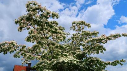 Bild: Kunz
Ein prächtig blühender Blumenhartriegel.