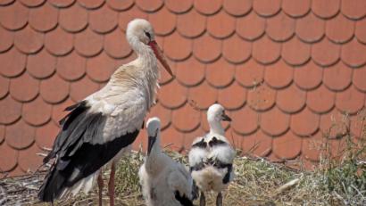 Bild: szl
Zwei Jungvögel sitzen mit dem Mutter-Storch im Horst auf dem Dach des Pfarrhauses. Unter dem kleinen Storchen in der Bildmitte liegt noch ein Ei, aus dem kein Junges geschlüpft ist.