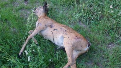 Bild: gm
Der Rehbock verendete qualvoll.