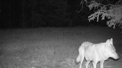 Bild: Bayerische Staatsforsten AöR
Die Aufnahme der Fähe im Manteler Forst.