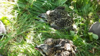 Bild: exb
Die drei jungen Fischadler aus dem Horst im Naturschutzgebiet "Großer Rußweiher".