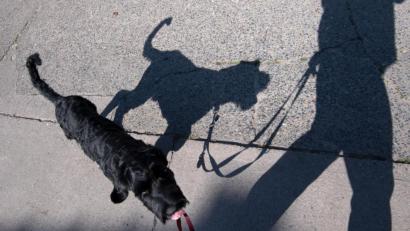 Symbolbild: Ralf Hirschberger/dpa
Ein Hund läuft in diesem Symbolbild an einer Leine und wirft dabei einen Schatten. In Speichersdorf (Kreis Bayreuth) wurde auf der B22 ein angeleinter Hund überfahren.