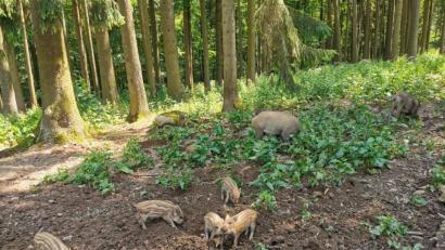Bild: gz
Die Frischlinge im Kurpark stehen vor allem bei den Kindern im Fokus.