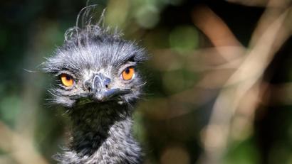 Bild: Roland Weihrauch
Ein Emu (Symbolbild) hielt die Polizei am Freitagabend auf Trab.