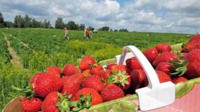 Bild: ubb
Dass die Erdbeeren heuer besonders groß sind, schreibt Schedl dem Frost zu. Weil nur die Hälfte an den Pflanzen hängt, seien sie dafür größer, meint er.