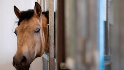 Bild: Sven Hoppe/dpa
Ein Zirkuspferd schaut auf dem Gelände der Circus Krone Farm aus seiner Box.