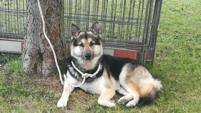 Bild: Polizei Sulzbach-Rosenberg
Richtig lieb schaut er aus, der Hund, der einer Frau in Sulzbach-Rosenberg einen gehörigen Schrecken eingejagt hat. Von der Polizei ließ er sich übrigens widerstandslos abführen.
