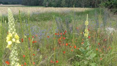 Bild: rn
Lebensraum für eine Vielzahl von Insekten ist diese Wiese.