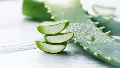 Bild: adobe.stock
Die Aloe Vera besticht durch vielerlei positive Eigenschaften.