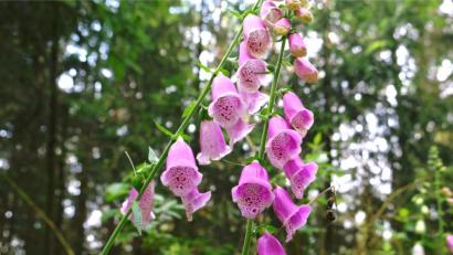 Bild: do
Der Fingerhut: eine verführerische Pflanze