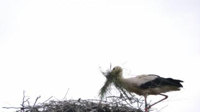 Bild: gis
Der Mehlmeiseler Storch ist ein umtriebiger Vertreter seiner Art.