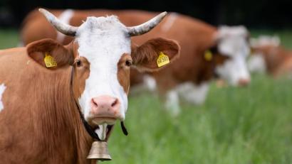 Bild: Sven Hoppe/dpa
Bei der "Kulikitaka-Challenge" posten Menschen Bilder und Videos davon, wie sie Tiere erschrecken. Im Fall von Kühen kann dieser Trend aber auch lebensgefährlich sein.