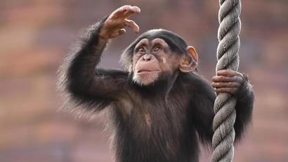 Symbolbild: Joel Carrett/dpa
Nach jahrelangem Rechtsstreit sind zwei Patente auf gentechnisch veränderte Menschenaffen zurückgenommen.