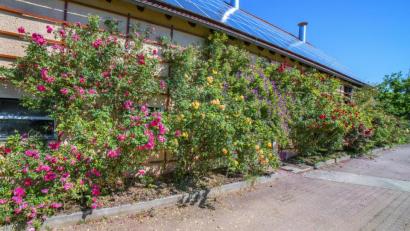 Bild: Thilo Hierstetter
Meterhohe Rosen, viele bunte Farben und unwiderstehliche Düfte - all das gibt es gegenwärtig bei Rosen-Liebhaber Hans Sperber in Pfaffenhof.
