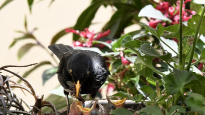 Bild: Petra Hartl
Heuschrecken, Regenwürmer und Wespen: Der Schnabel des Amselvaters ist gestopft voll mit Futter für den hungrigen Nachwuchs. Alle werden gleich behandelt – jedes der fünf Jungtiere bekommt nur einen Teil der Nahrung, damit niemand leer ausgeht.