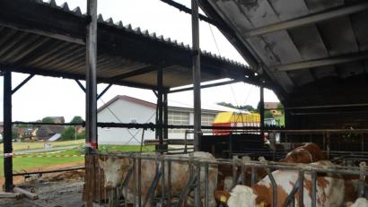 Bild: dob
Die Kühe sind bereits wieder an ihrem angestammten Platz im Stall zurückgekehrt. Sie hatten sich während des Feuers in den hinteren Stallteil verzogen. Am Dach sieht man die Beschädigungen.