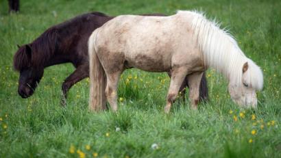 Symbolbild: Boris Roessler
Ein unbekannter Täter hat in Petersaurach in einem Pferdestall ein Pony getötet und zwei weitere Pferde mit Messerstichen und Schnitten verletzt.