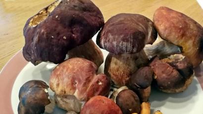 Bild: R. Kreuzer
Die Schwammerlsuche im Juli ist schon erfolgreich verlaufen.