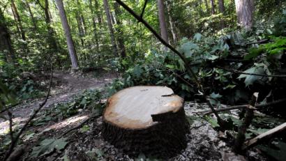 Bild: Stephan Huber
Dieser Baum wurde unter anderem von Unbekannten über Nacht abgesägt. Der Stamm hing für Tage gefährlich zwischen anderen Stämmen fest und musste jetzt aufwendig entfernt werden.