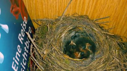 Bild: Ute Beigel
"Eine Reise ins Unsichtbare" heißt der Buchtitel: Direkt neben dem Kinder-Brockhaus, in einem Regal der Pfarrbücherei Wutschdorf, hat ein Hausrotschwanz ein Nest gebaut und auch schon Nachwuchs ausgebrütet.