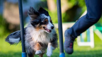 Archivbild: Lisa Ducret/dpa
Beim sogenannten Agility-Training sind Hund und Herrchen in Bewegung. Die Trainingsauflagen können aber unterschiedlich sein.