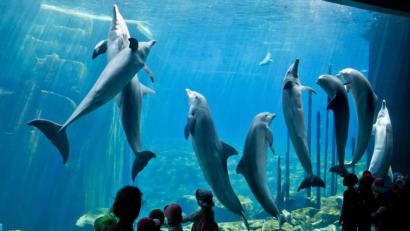 Bild: Daniel Karmann/dpa
Kinder betrachten Delfine an der Scheibe des Nürnberger Delfinariums. Aufgrund der Lockerungen am Mittwoch dürfen auch die Innenbereiche von Freizeiteinrichtungen wie Zoos oder botanische Gärten wieder öffnen.