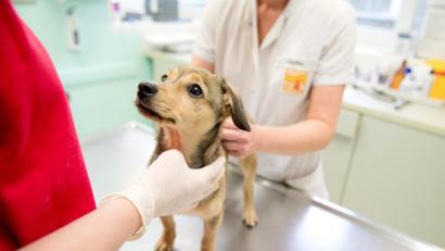 Archivbild: Inga Kjer
Augen, Zähne und das Verhalten lassen auf das Alter eines Hundes schließen.