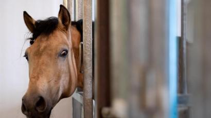 Symbolbild: Sven Hoppe/dpa
Ein bislang unbekannter Täter verletzte bei Freudenberg ein Pferd so schwer, dass es eingeschläfert werden musste.