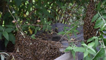 Bild: bö
Zu nahe sollte man da nicht hingehen, Schutzkleidung ist angebracht. Tausende von Bienen sind mit ihrer Königin aus dem Bienenstock ausgezogen, um einer neuen Königin Platz zu machen.