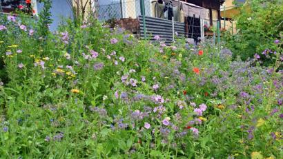 Bild: Andreas Royer
Das immerwährende Summen und Brummen kann man derzeit auf einer Blühfläche am Lohgraben im Stadtteil Feuerhof vernehmen.