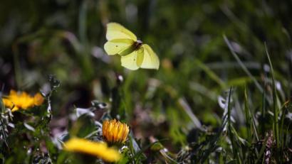 Bild: Karl-Josef Hildenbrand/dpa
Ein Zitronenfalter fliegt über eine Löwenzahnwiese.