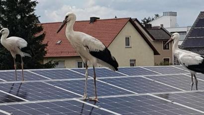Bild: M.Kurz/exb
Zwischenstopp bei der Futtersuche: Die Jungstörche stolzieren über die PV-Anlage, die auf der altem früheren Edeka-Gebäude an der Neuen Amberger Straße angebracht ist. Das Foto wurde vom Café Central aus geschossen.