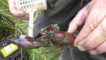 Bild: Isabel Lautenschlager
Im Bild ist links an der großen Schere des Krebses ist der weiß-bläuliche Signalfleck zu erkennen, der der Art den Namen gegeben hat.