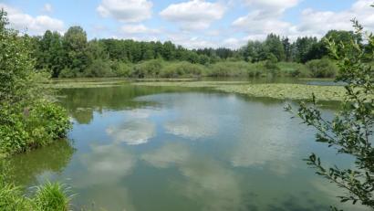 Bild: rn
Entgegen der Bedenken leiden die See- und Teichrosenbestände am Rußweiher bisher nicht unter dem Einsatz des Schlammlösers.