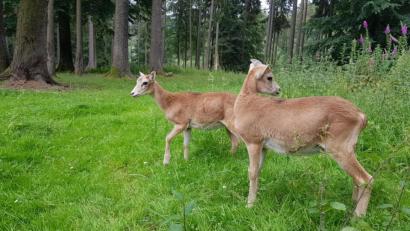 Bild: exb
Die beiden Neuzugänge im Wildpark erkunden ihr neues Revier.
