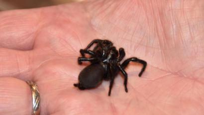 Bild: hcz
Sachverständiger Manfred Ströhle zeigt die Spanische Trichternetzspinne auf seiner Hand.