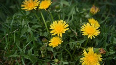 Bild: exb
Die gelben Farbtupfer des Löwenzahns sind nicht zu übersehen. Für alle, welche die Blüten im Rasen nicht schätzen, haben die Kräuterführerinnen einen Tipp: die Blüten einfach in der Küche verwenden.