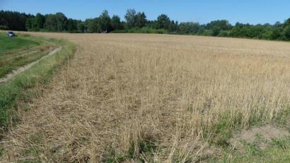 Bild: rn
Wildgänse nutzen den freien Zugang zum "gedeckten Tisch" Gerstenfeld.
