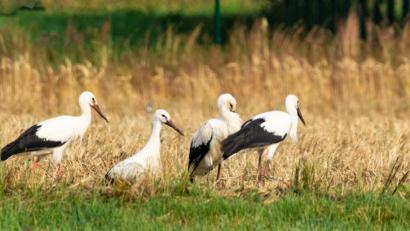 Bild: idu
Die Trabitzer Jungstörche – gut zu erkennen am noch dunkleren Schnabel –in der Wiese unterhalb des Nestes.