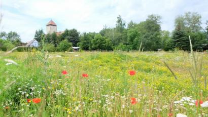 Bild: Stefanie Gradl
Einen schönen Anblick bietet momentan die bunte Streuobstwiese am "Eingang" zu den Vilsauen, auf der sich unzählige Insekten, Bienen und Schmetterlinge tummeln.