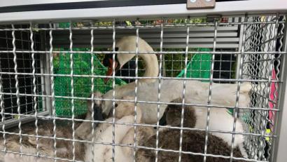 Bild: Moritz Hornung, Feuerwehr Stadt Volkach
Die Feuerwehr der Stadt Volkach hatte einige Mühe, bis es ihnen gelang, die sechs Schwäne per Netz einzufangen und in einer Gitterbox zum Main zu transportieren.