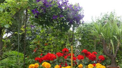 Bild: rn
Mit der Teilnahme am Blumenschmuckwettbewerb sollen die Eschenbacher zeigen: Unsere Stadt ist bunt.