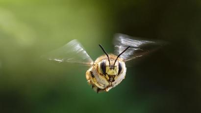 Bild: ch
Den Artenschutz, besonders auch für Insekten wie der Garten-Wollbiene (Bild), will das Volksbegehren in Bayern per Gesetz deutlich stärken.