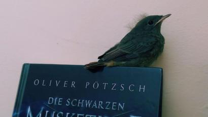 Bild: Ute Beigel
Ob ihm die Musketiere beim Abflug helfen können? Als Rastplatz auf jeden Fall. Der letzte verbliebene Jungvogel in der Pfarrbücherei Wutschdorf macht hier gerade noch Flugübungen.
