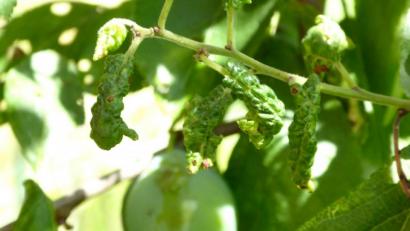 Bild: fsb
Schäden am Zwetschgenbaum durch Blattlausbefall