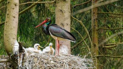 Bild: Forstbetrieb Fichtelberg/exb
Ein erwachsener Schwarzstorch bringt Futter zu seinem hungrigen Nachwuchs im Wald bei Fichtelberg.